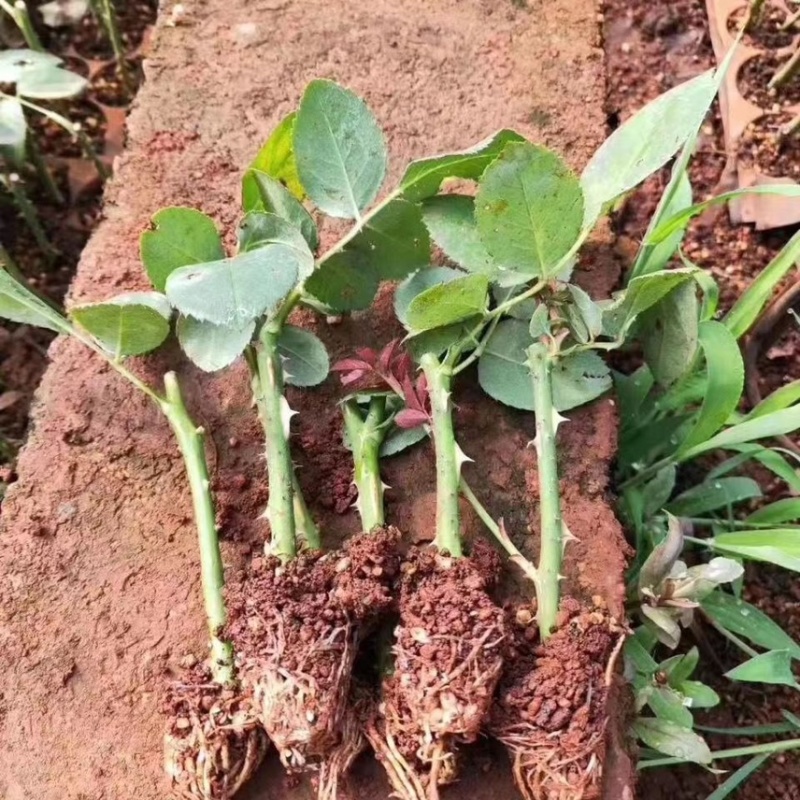 【50棵】起下单基地直供【卡罗拉】月季花苗小苗四季开花
