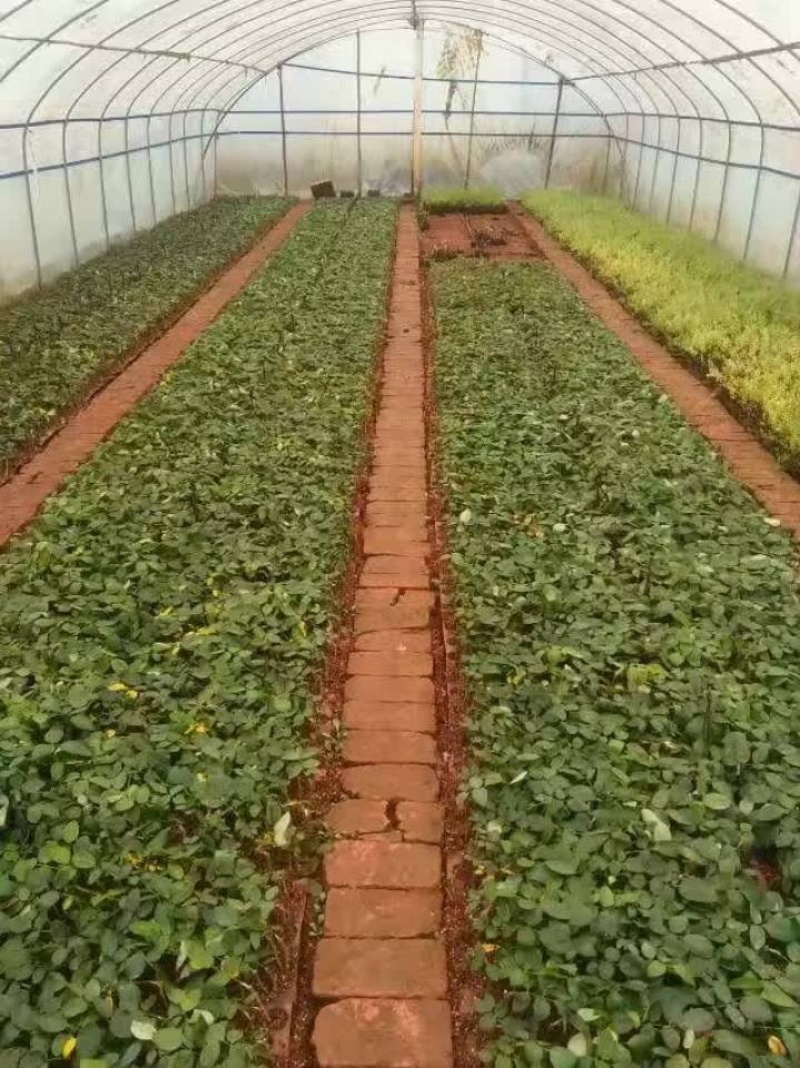 【50棵】起下单基地直供【卡罗拉】月季花苗小苗四季开花