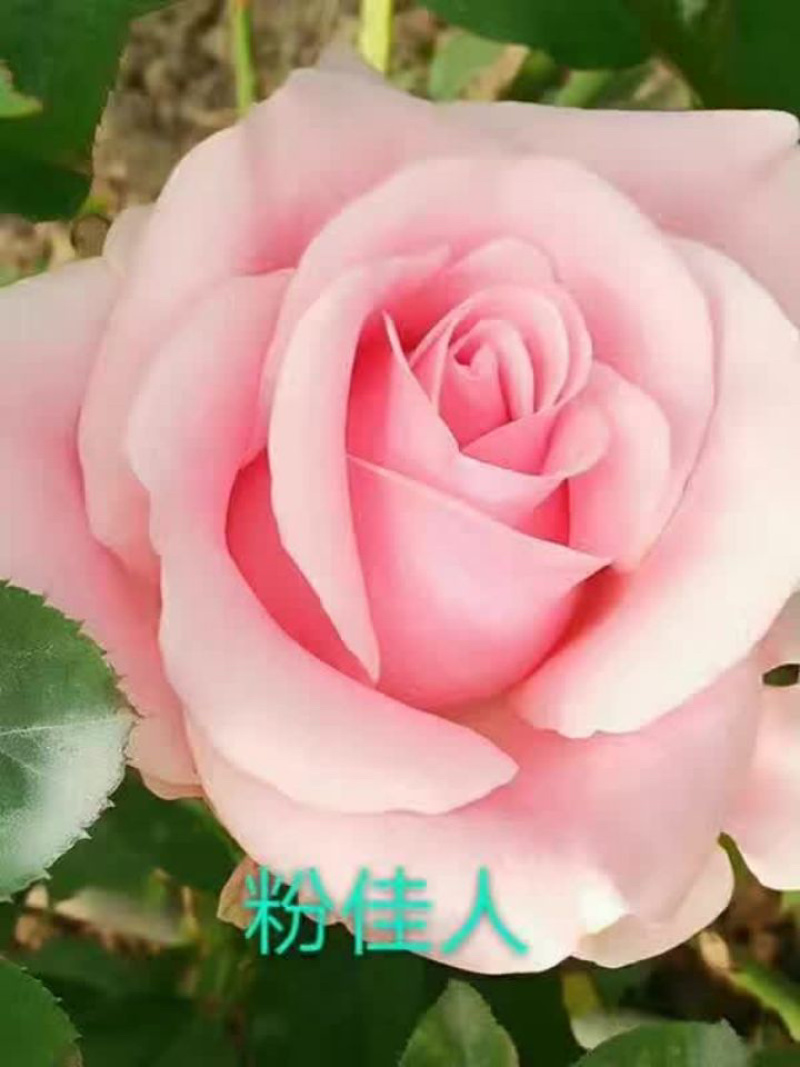 【50棵】起下单基地直供【卡罗拉】月季花苗小苗四季开花