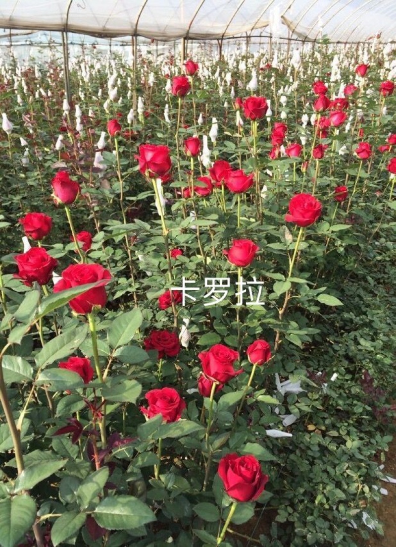 【50棵】起下单基地直供【卡罗拉】月季花苗小苗四季开花