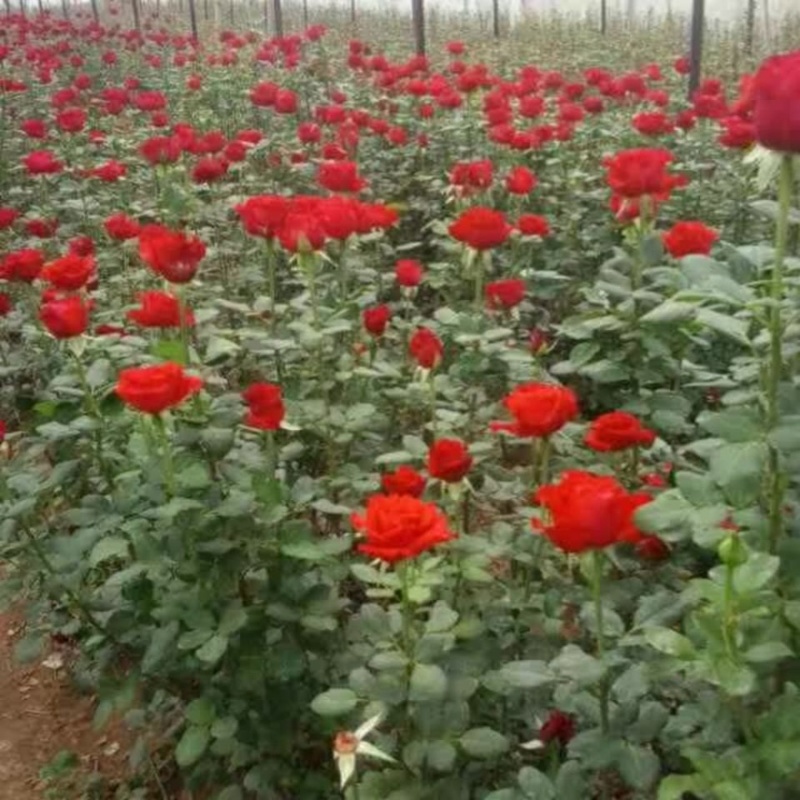 【50棵】起下单基地直供【卡罗拉】月季花苗小苗四季开花