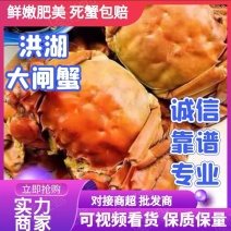 【精品】洪湖精品大闸蟹大量上市规格齐全全国包邮