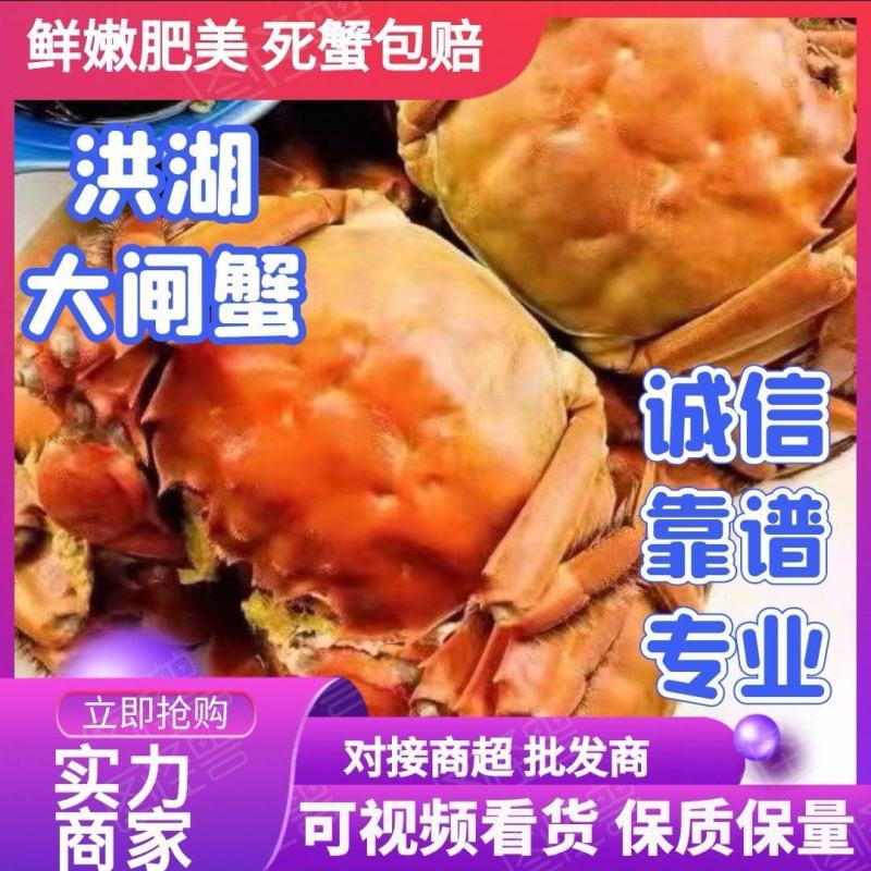 【精品】洪湖精品大闸蟹大量上市规格齐全全国包邮