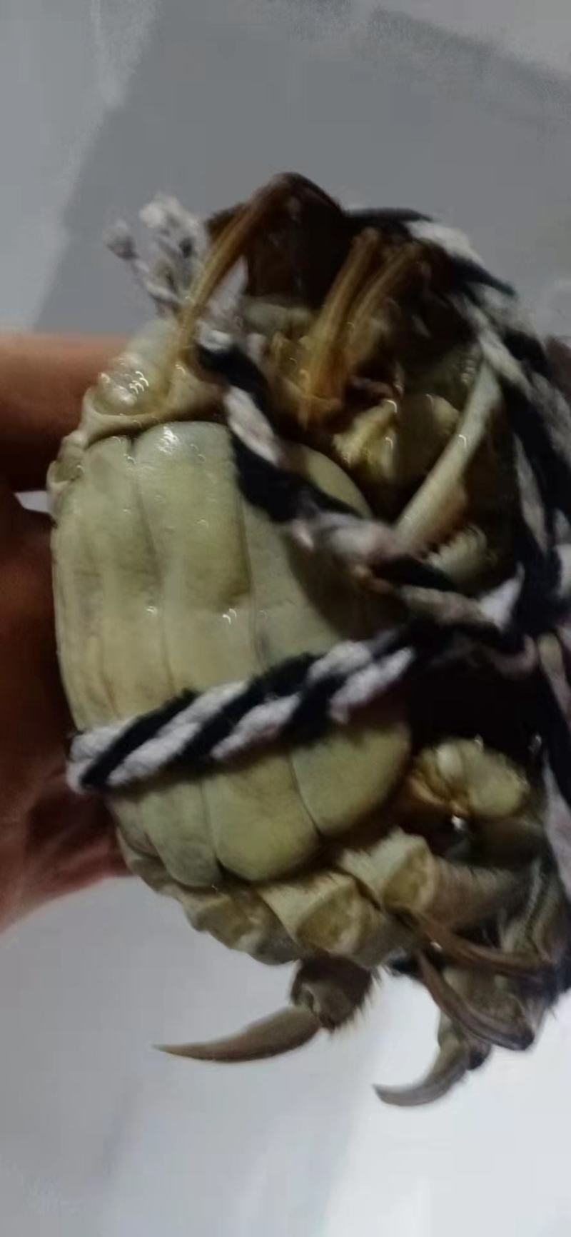 【推荐】洪湖大闸蟹鲜活大螃蟹特大母蟹超大全母现货公蟹
