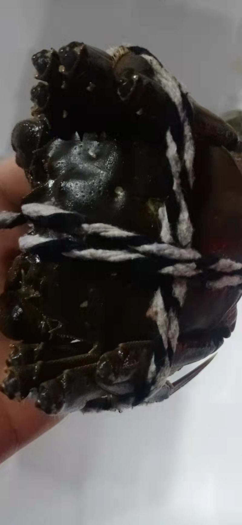 【推荐】洪湖大闸蟹鲜活大螃蟹特大母蟹超大全母现货公蟹