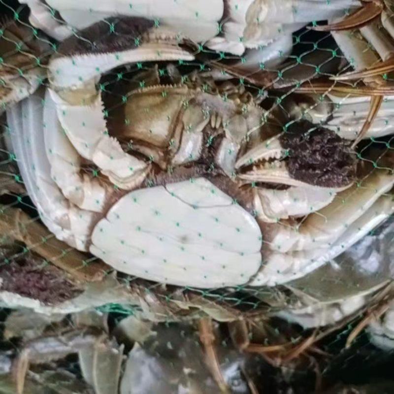 【推荐】洪湖大闸蟹鲜活大螃蟹特大母蟹超大全母现货公蟹