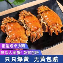 【推荐】洪湖大闸蟹鲜活大螃蟹特大母蟹超大全母现货公蟹