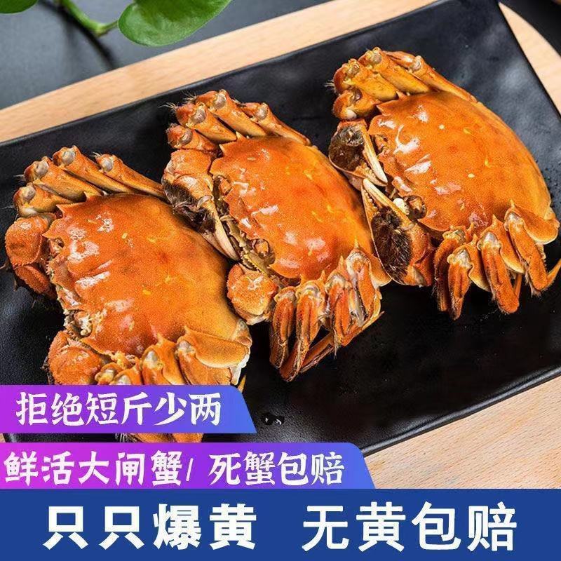 【推荐】洪湖大闸蟹鲜活大螃蟹特大母蟹超大全母现货公蟹