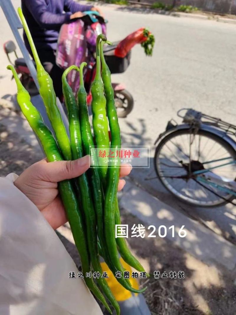 欧兰德国线2016线椒种子早熟辣味浓，椒型顺直条椒种子
