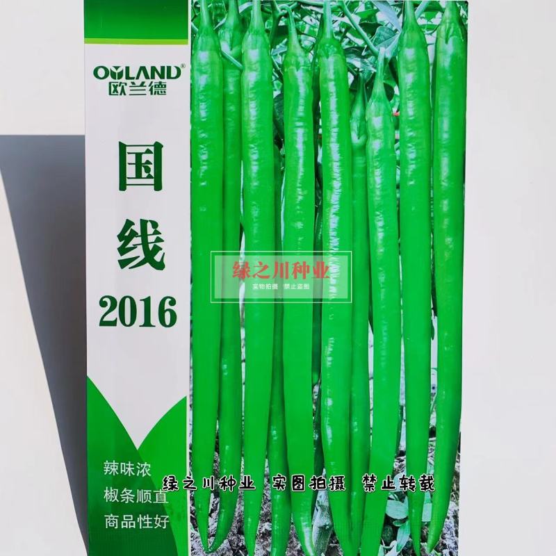 欧兰德国线2016线椒种子早熟辣味浓，椒型顺直条椒种子
