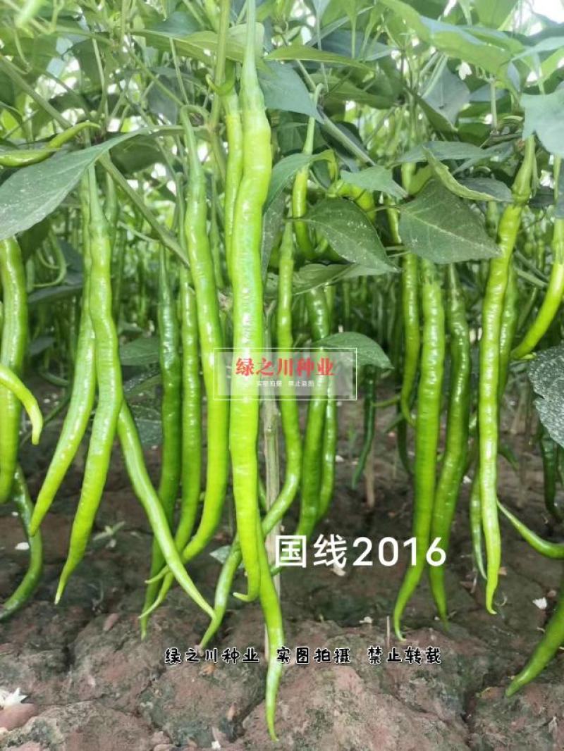 欧兰德国线2016线椒种子早熟辣味浓，椒型顺直条椒种子
