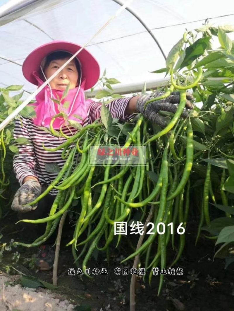 欧兰德国线2016线椒种子早熟辣味浓，椒型顺直条椒种子