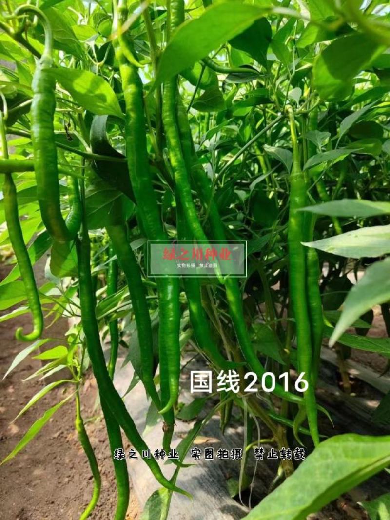 欧兰德国线2016线椒种子早熟辣味浓，椒型顺直条椒种子