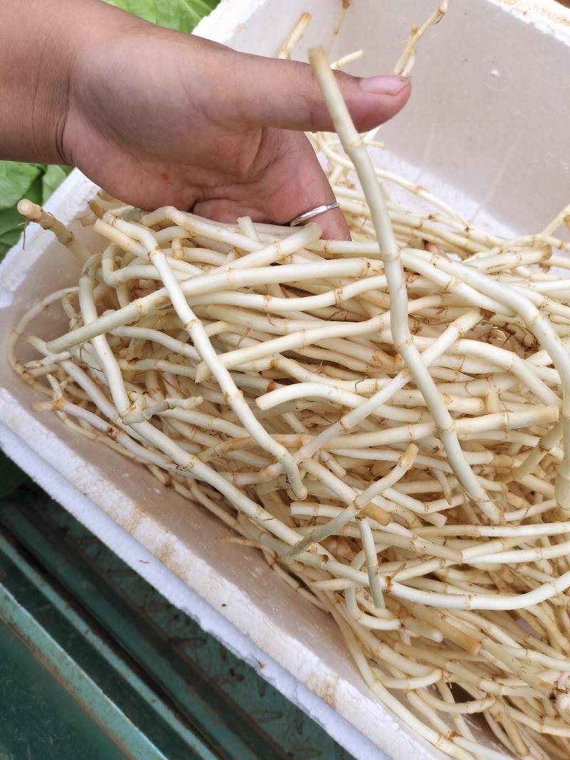 精品鱼腥草，须少色白节长，量大可以长期供货