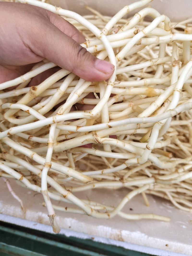 精品鱼腥草，须少色白节长，量大可以长期供货
