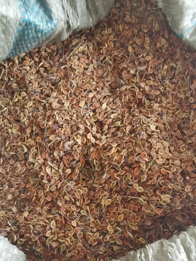 质量好手选一等种子，威灵仙种子，二年苗