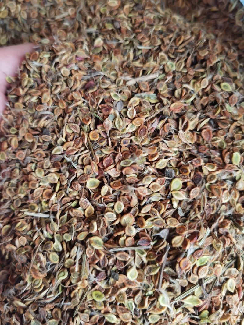质量好手选一等种子，威灵仙种子，二年苗