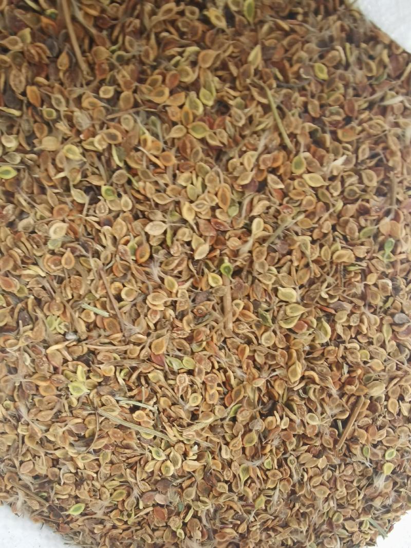 质量好手选一等种子，威灵仙种子，二年苗