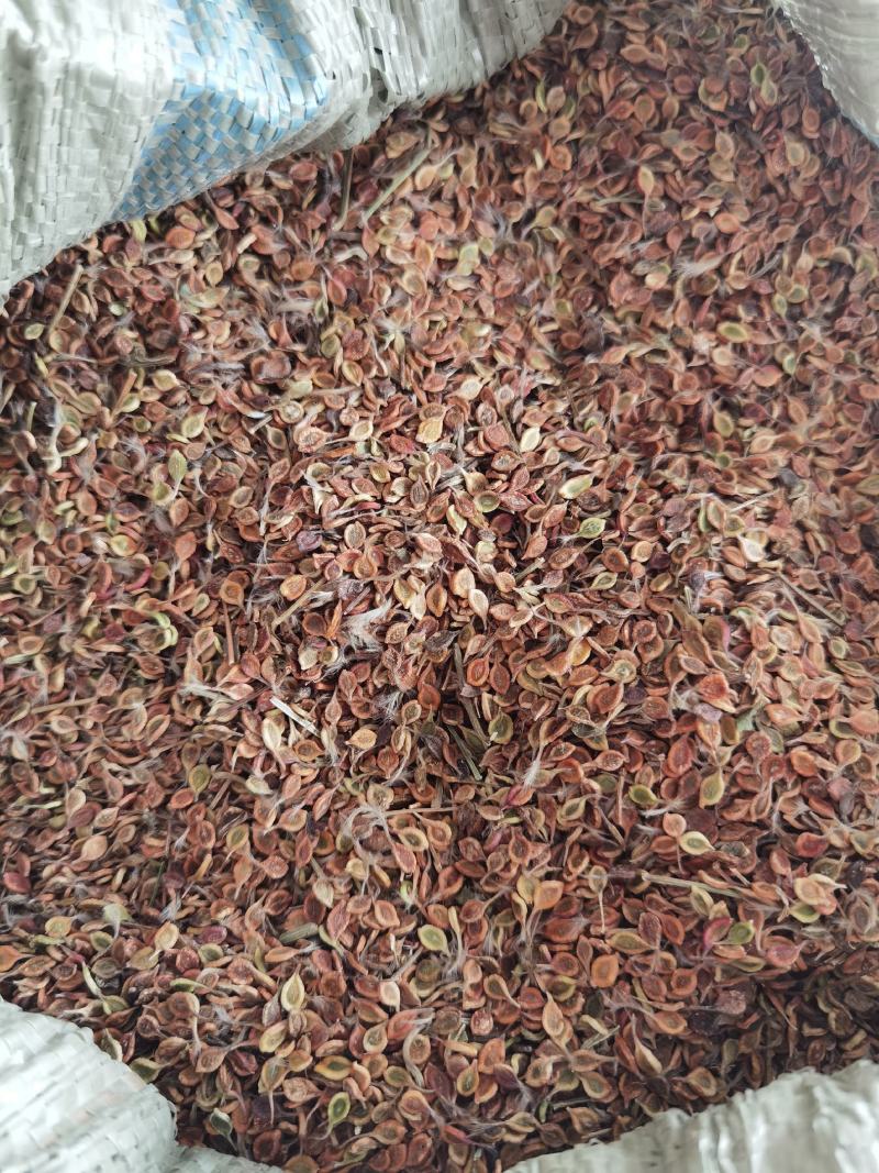 质量好手选一等种子，威灵仙种子，二年苗