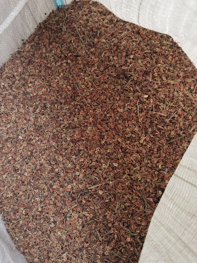 质量好手选一等种子，威灵仙种子，二年苗