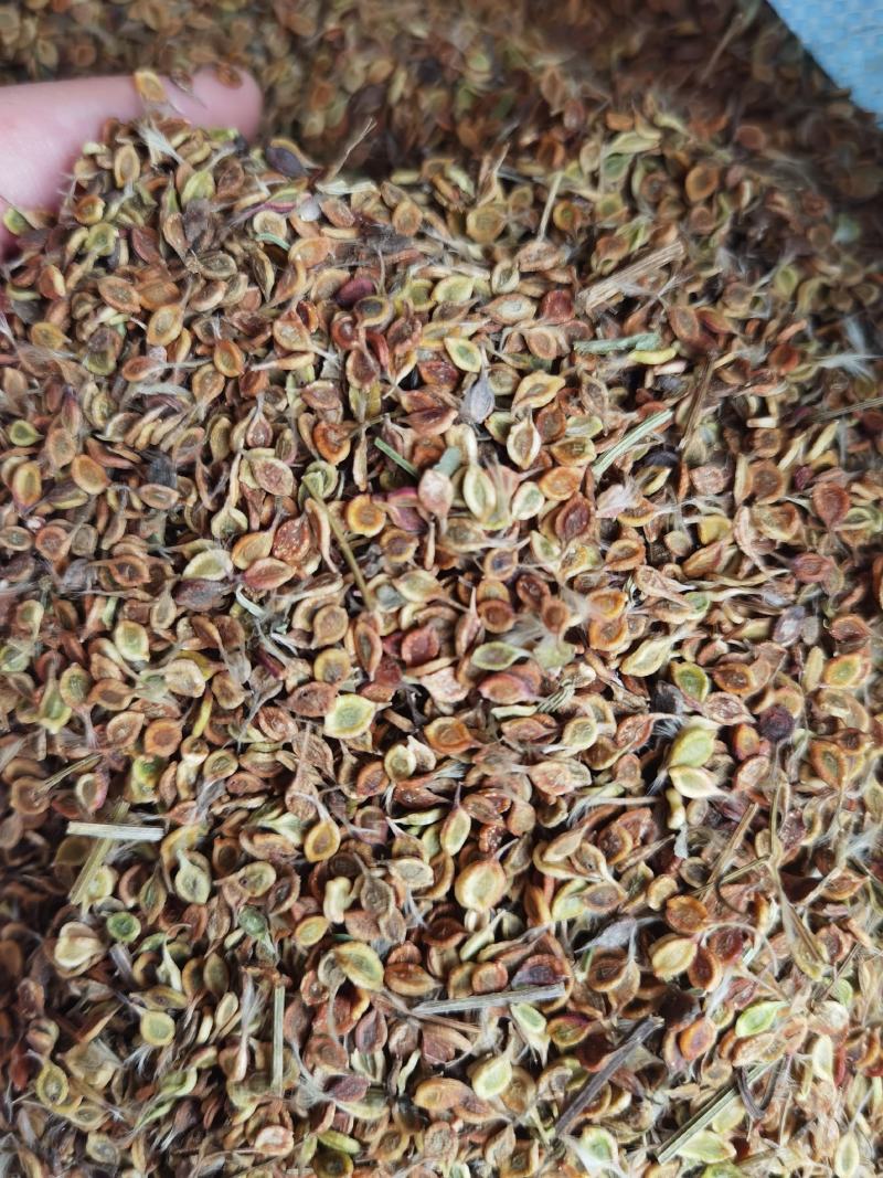质量好手选一等种子，威灵仙种子，二年苗