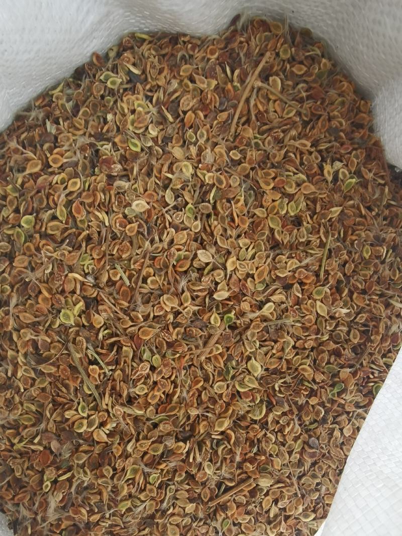 质量好手选一等种子，威灵仙种子，二年苗
