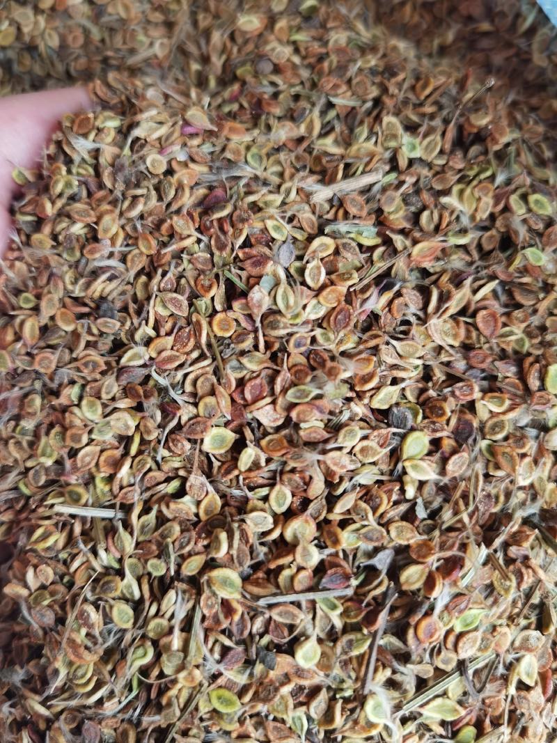 质量好手选一等种子，威灵仙种子，二年苗