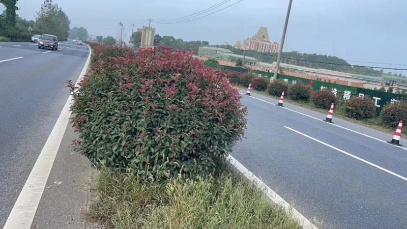 红叶石楠球处理