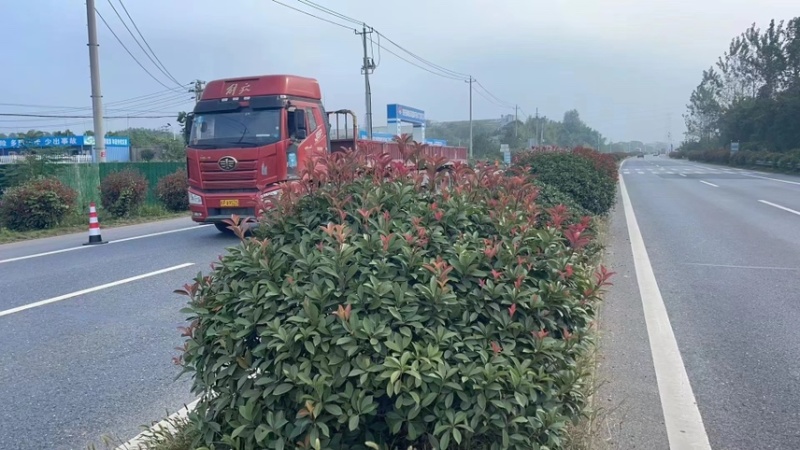 红叶石楠球处理