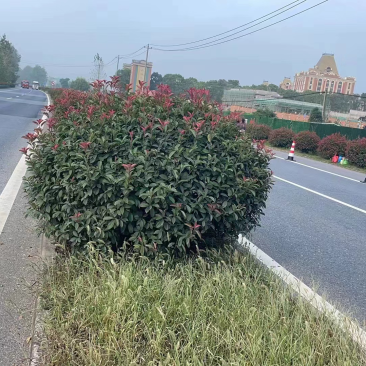 红叶石楠球处理