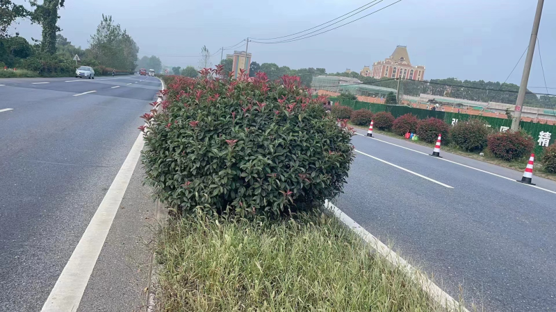 红叶石楠球处理