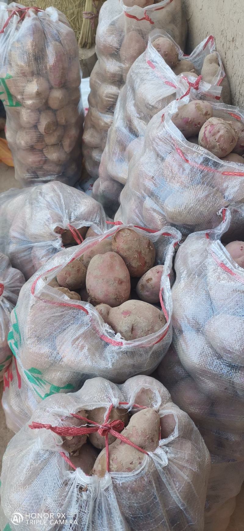 青薯9号精品土豆，4两起步一手货源，基地直发