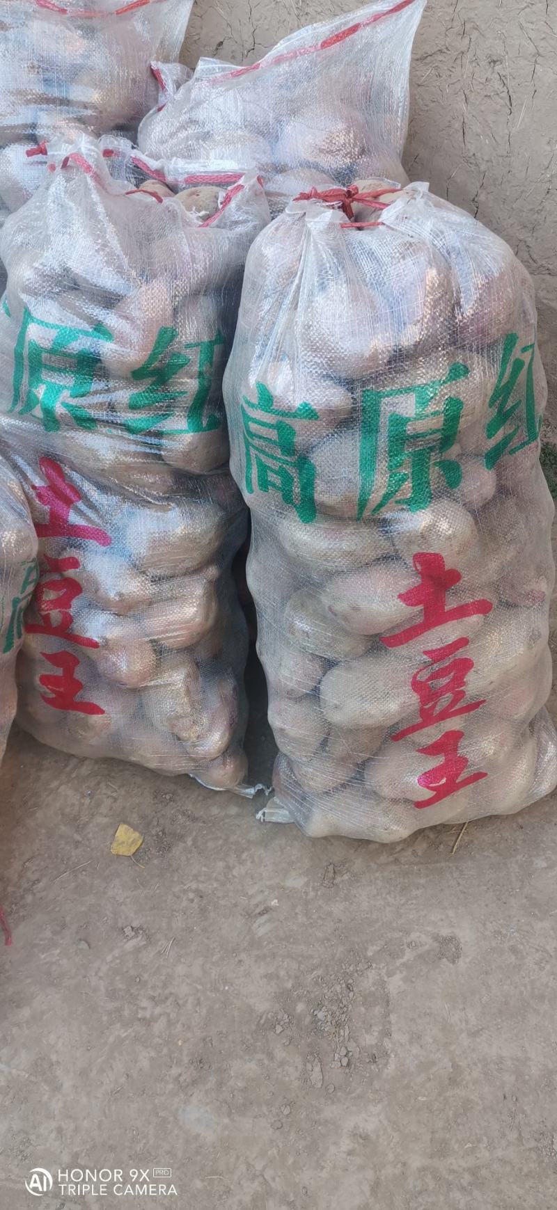 青薯9号精品土豆，4两起步一手货源，基地直发