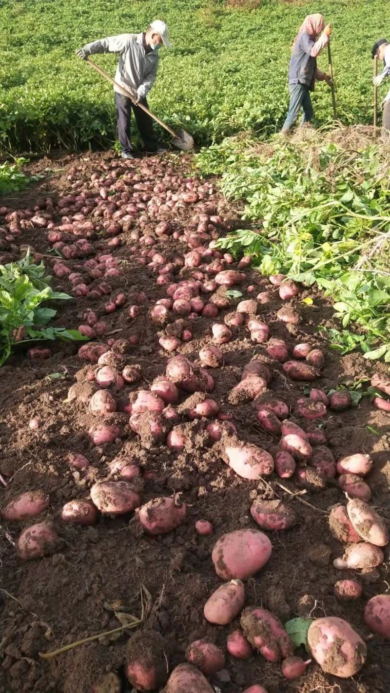 青薯9号精品土豆，4两起步一手货源，基地直发