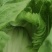 精品广西芥菜大量上市，无限量模式供应，欢迎咨询