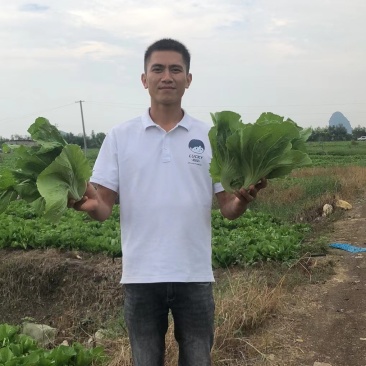 精品广西芥菜大量上市，无限量模式供应，欢迎咨询