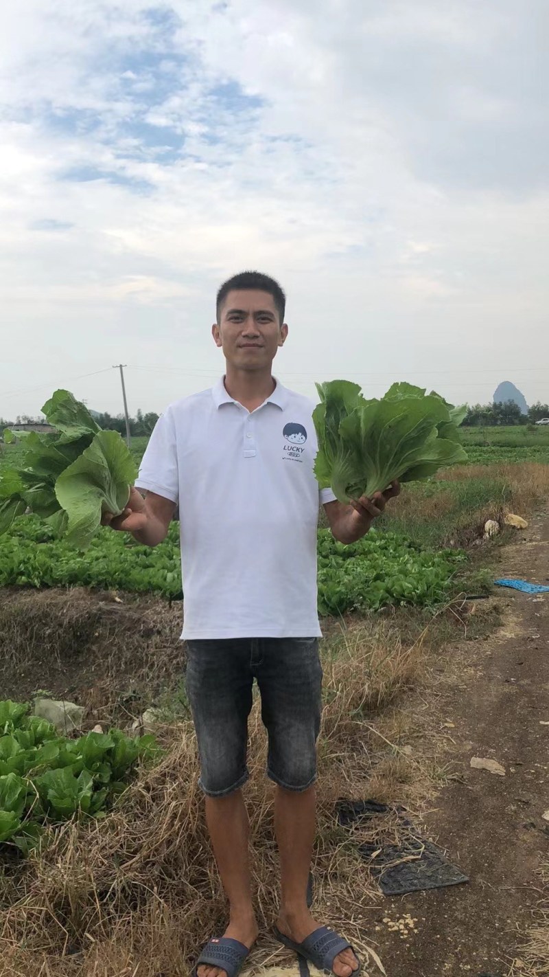 精品广西芥菜大量上市，无限量模式供应，欢迎咨询