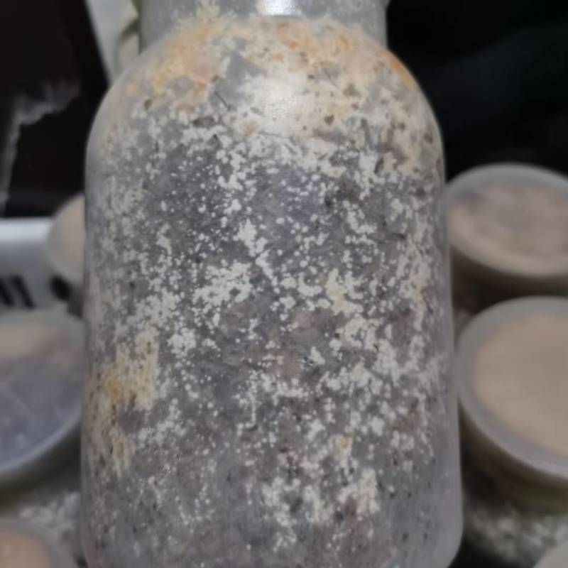 羊肚菌菌种干品鲜品