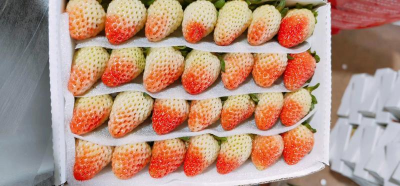 【价格每日随行就市】蒙特瑞草莓一手货源产地直发量大从优