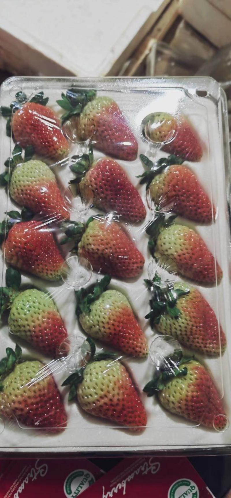 【价格每日随行就市】会泽蒙特瑞草莓，夏季草莓，一手货源