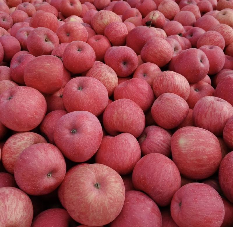 冰糖心苹果水晶富士大量上市口感脆甜产地采摘300亩