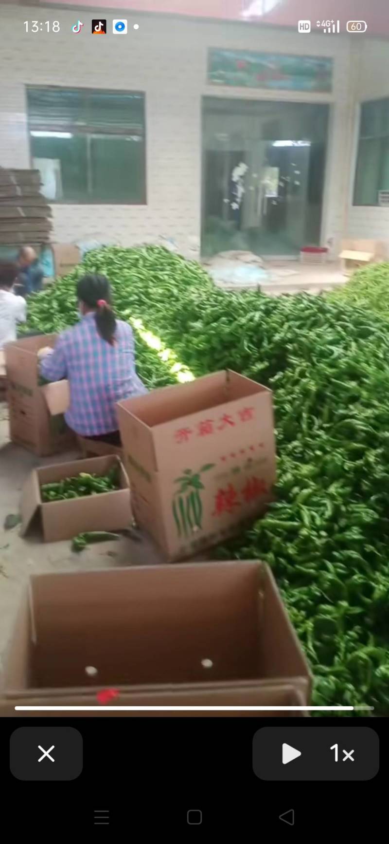 鲜辣椒