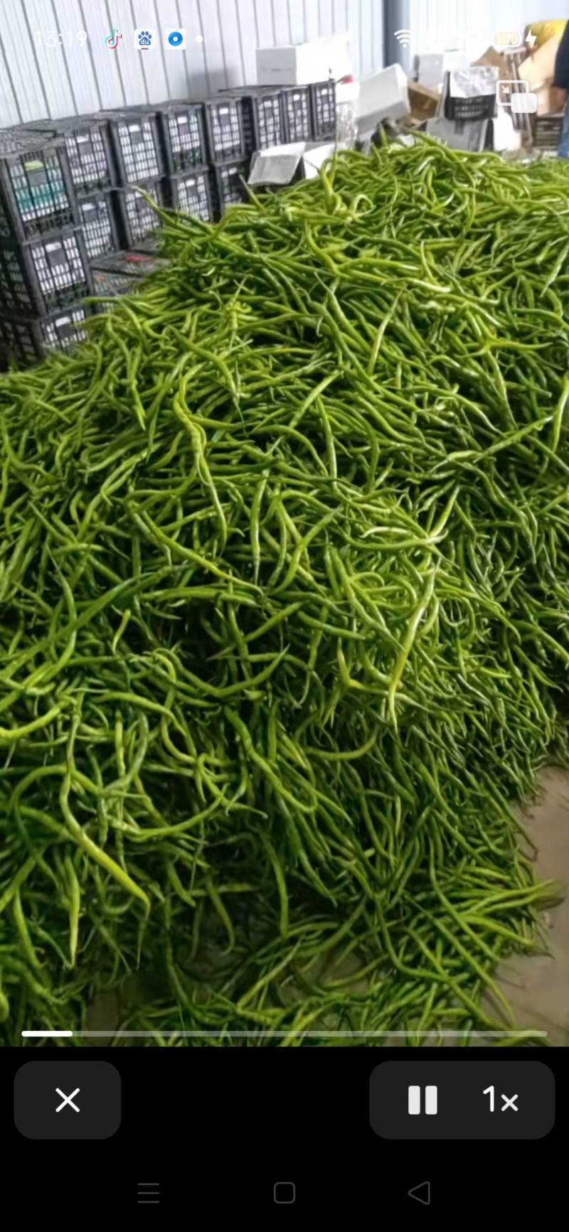 鲜辣椒