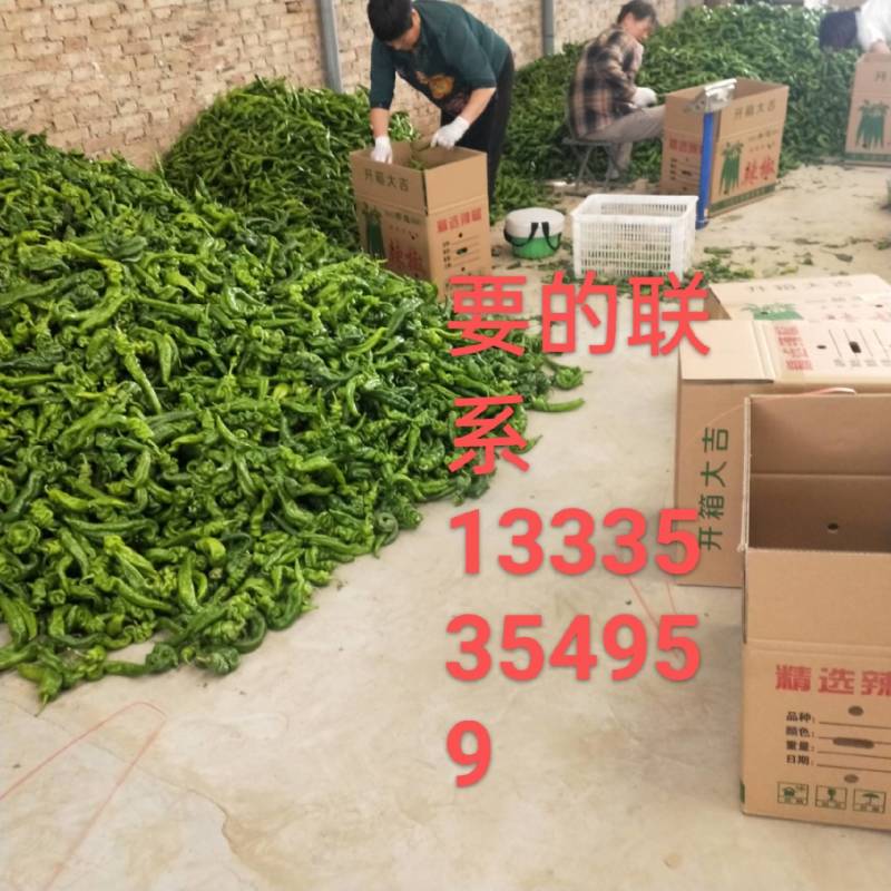 鲜辣椒