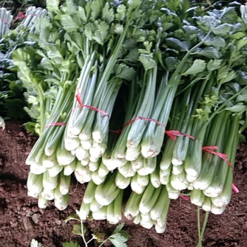 金乡县芹菜