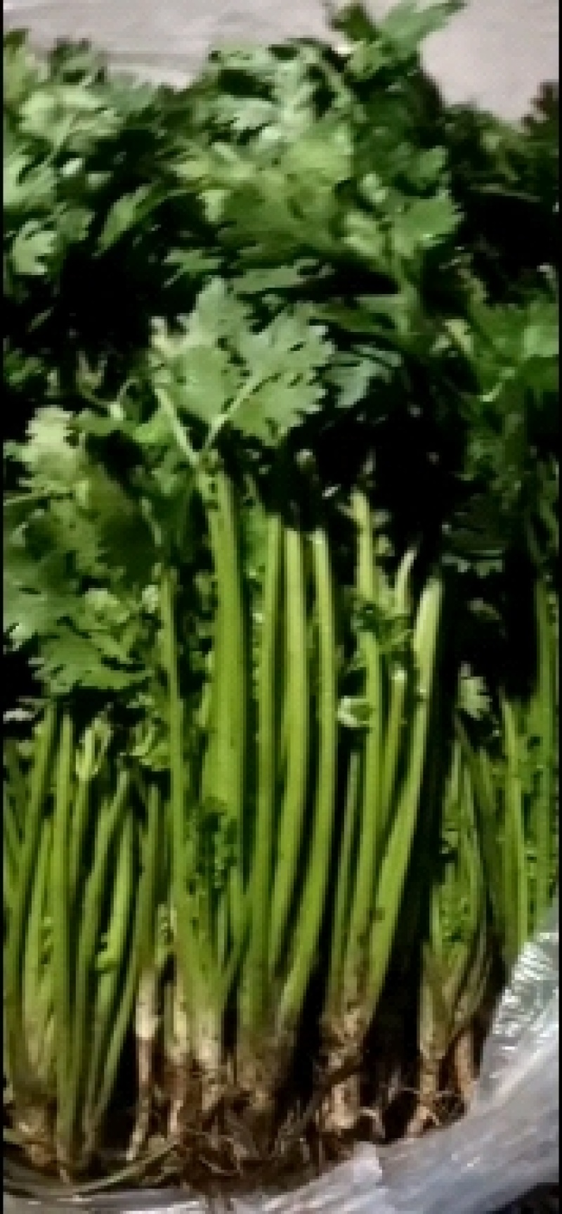 铁杆青香菜，叶大色绿，适合全国各地耐运输，
