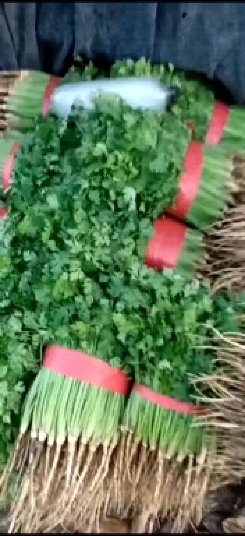 铁杆青香菜，叶大色绿，适合全国各地耐运输，