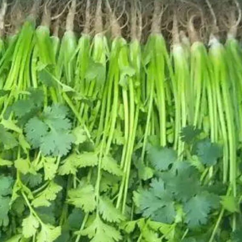 铁杆青香菜，叶大色绿，适合全国各地耐运输，