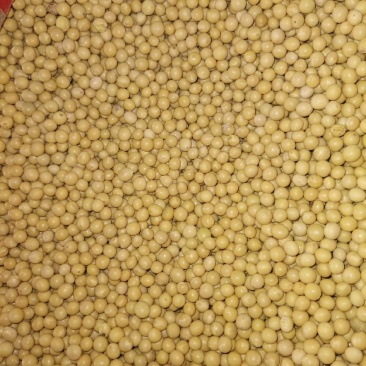 黄豆大豆塔选商品粮大豆
