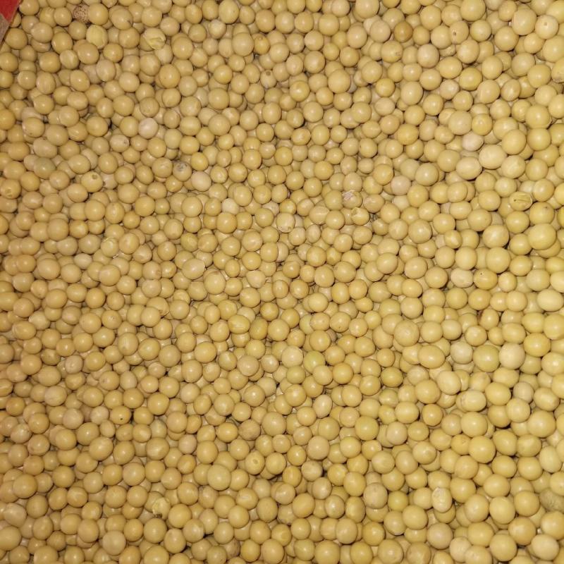 黄豆大豆塔选商品粮大豆